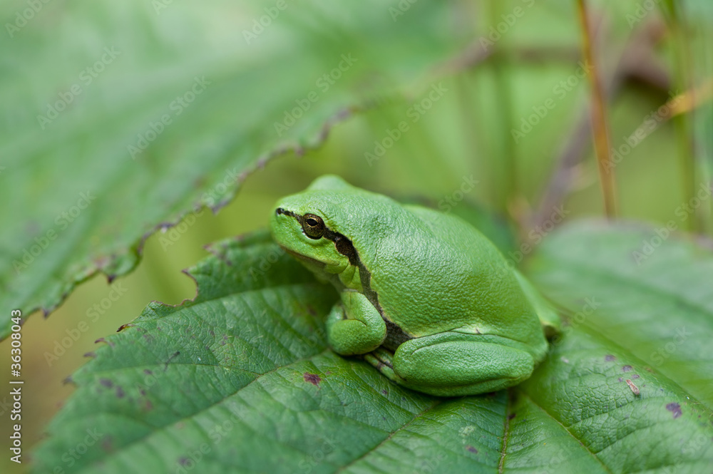 small Hyla Arborea small Hyla Arborea