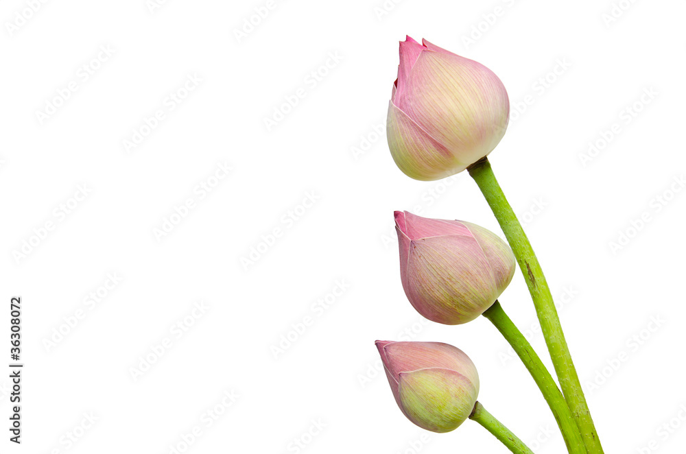 Pink lotus flower isolated on white background. Pink lotus flower isolated on white background.