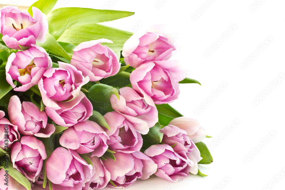 tulips tulips
