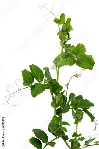 Plant peas