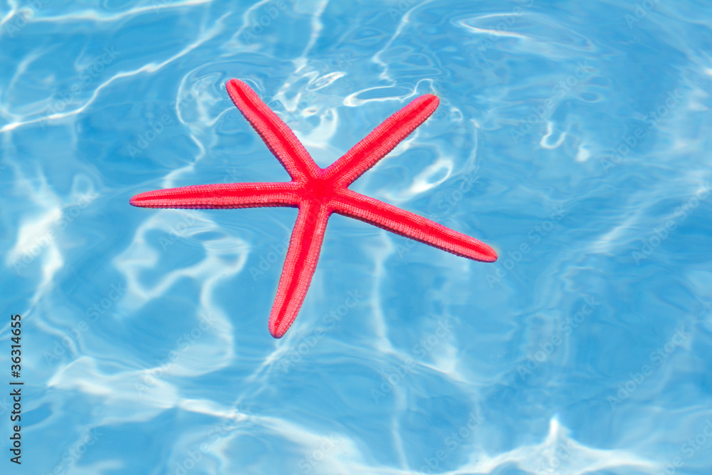 Red starfish floating on perfect tropical sea Red starfish floating on perfect tropical sea