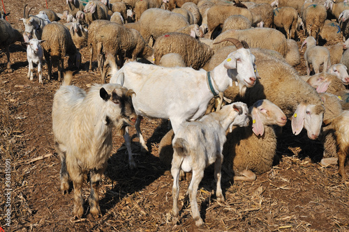 goat with horns and a beard in the flock with sheep