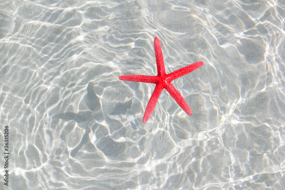 floating red starfish in white sand beach floating red starfish in white sand beach