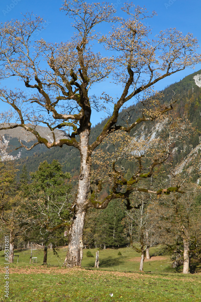 Großer Ahornboden im Karwendel, Tirol, Österreich, im Herbst Großer Ahornboden im Karwendel, Tirol, Österreich, im Herbst