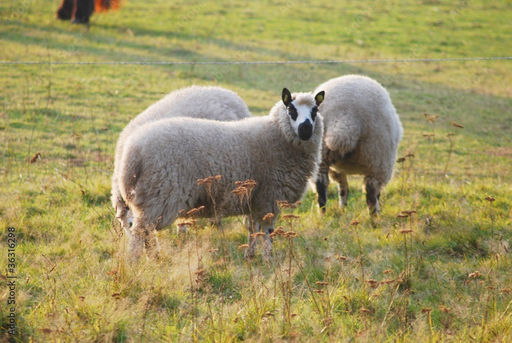 Obraz premium Clownschaf