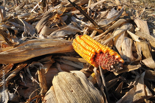 harvested corn field cut
