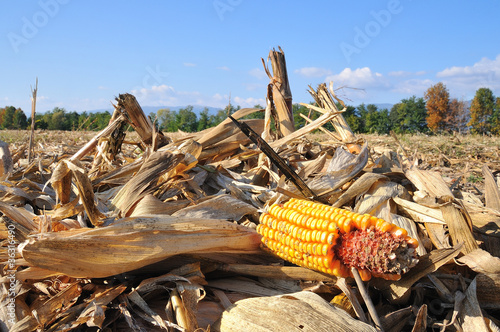 harvested corn field cut