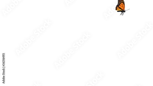 Butterfly ending scene as they fly trough the screen