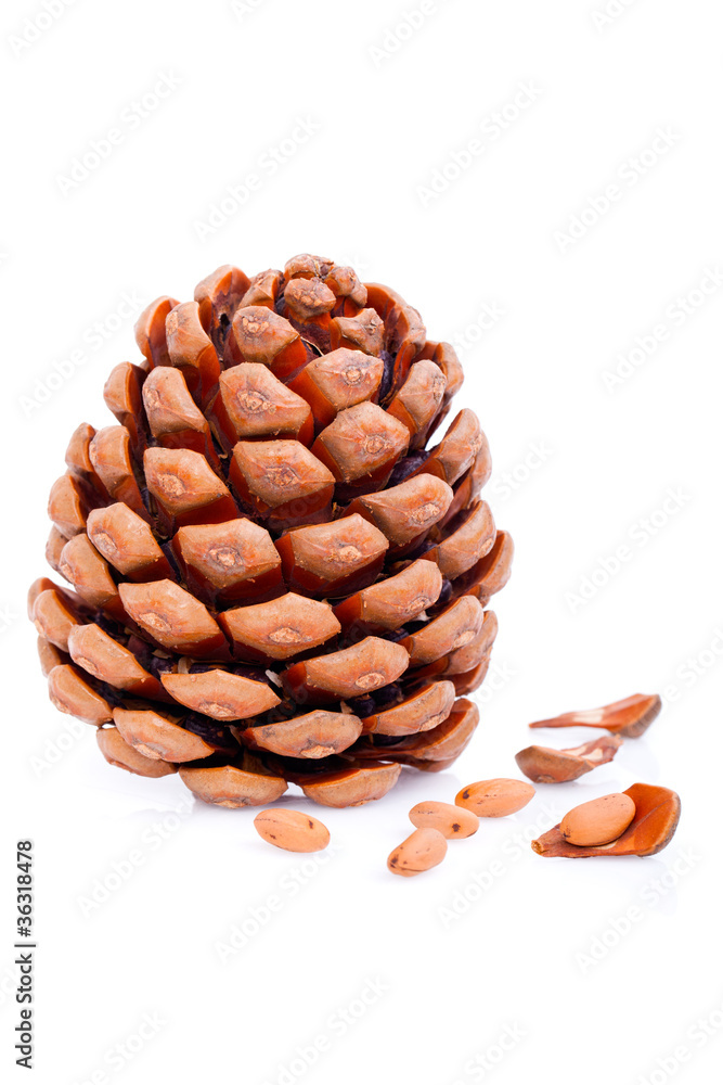 Ripened cone with pine nuts on white Ripened cone with pine nuts on white