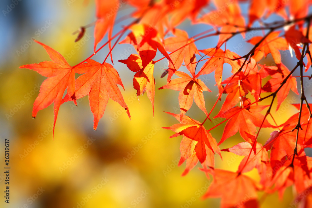Herbstlaub4 Herbstlaub4