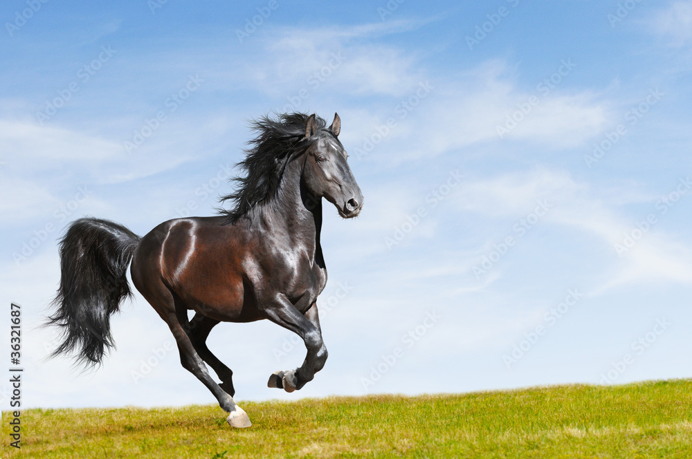 Obraz premium Czarny koń galopuje na wolności