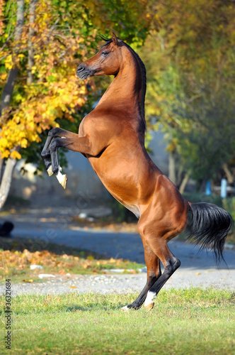 arabian horse rearing up on golden autumn background