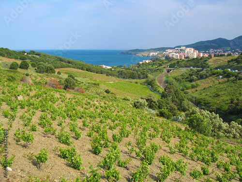 Vinyard field with the Mediterranean sea and the town of Banyuls sur Mer in background, Vermilion Coast, Roussillon, Pyrenees Orientales, France photo