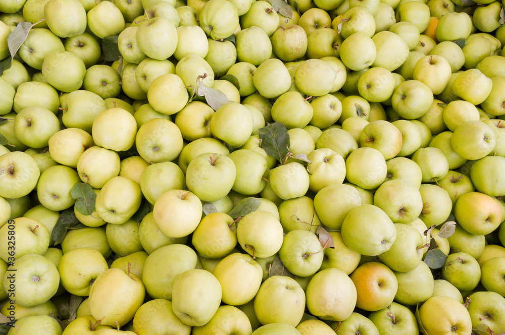 Freshly harvested golden delicious apples on display Freshly harvested golden delicious apples on display