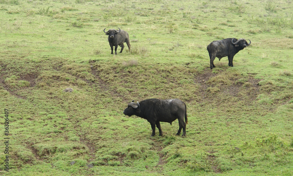 three cape Buffalos in grassy back