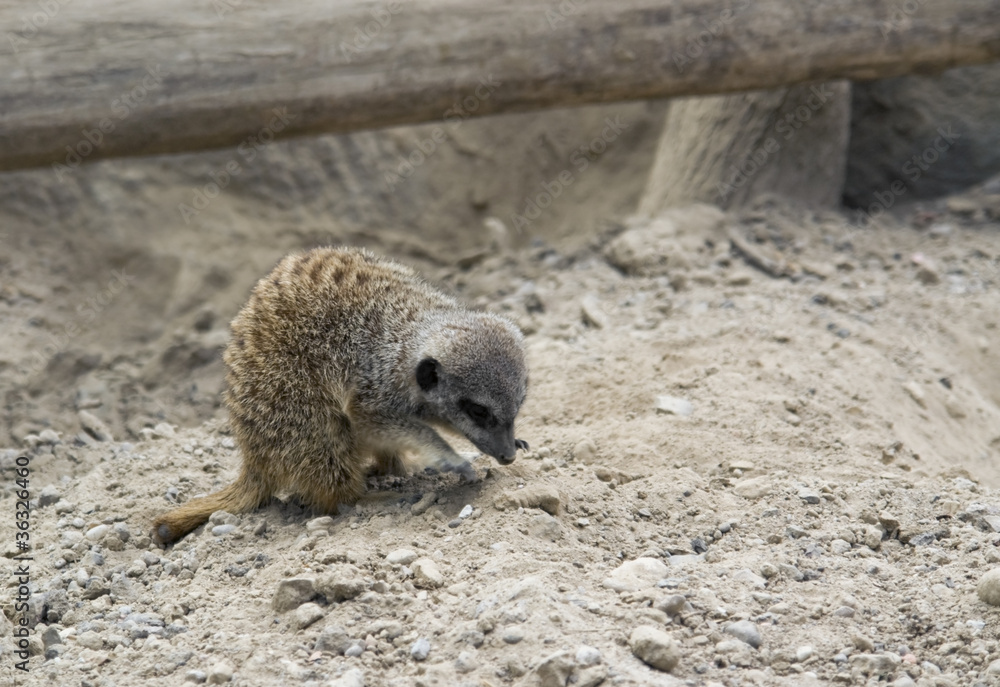 Fototapeta premium Meerkat on stony ground