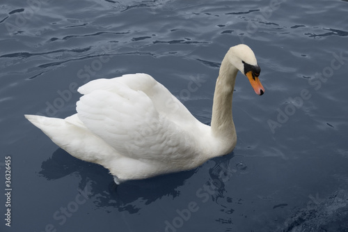 sswimming swan