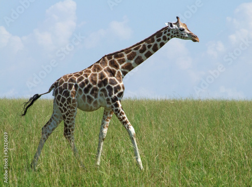 walking Giraffe in african grassland