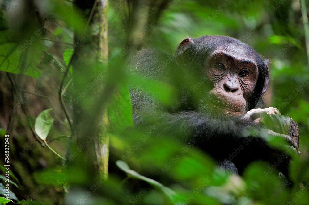 Obraz premium Dziki portret szympansa