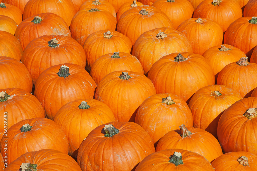 Colorful pumpkins Colorful pumpkins