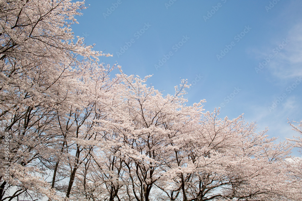 桜と春の空