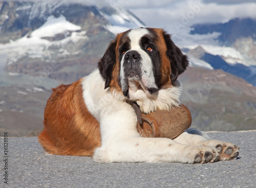 Tableau sur toile St. Bernard Dog