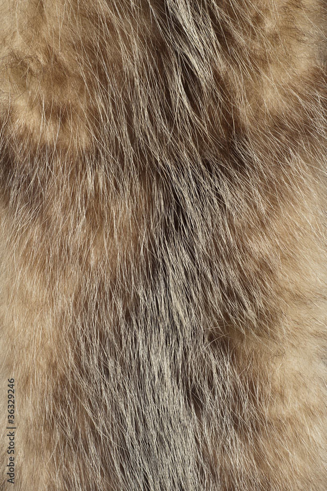 Fur texture Fur texture