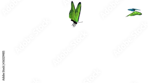 Butterflies fly tough the screen, ideal ending scene