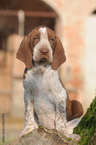 BRACCO ITALIANO, CUCCIOLO 60 GG.