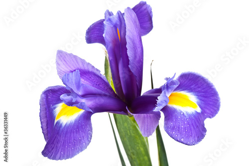 Fototapeta Naklejka Na Ścianę i Meble -  yellow iris on isolated