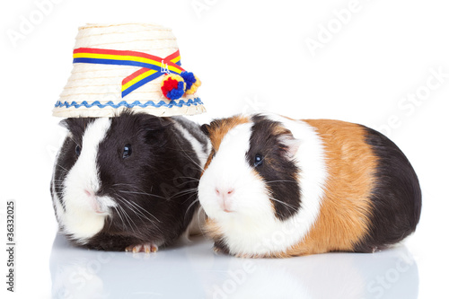 two guinea pigs with a romanian