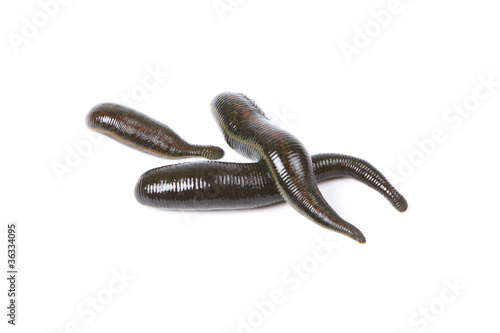 Fotografía Three medicinal leeches on a white background