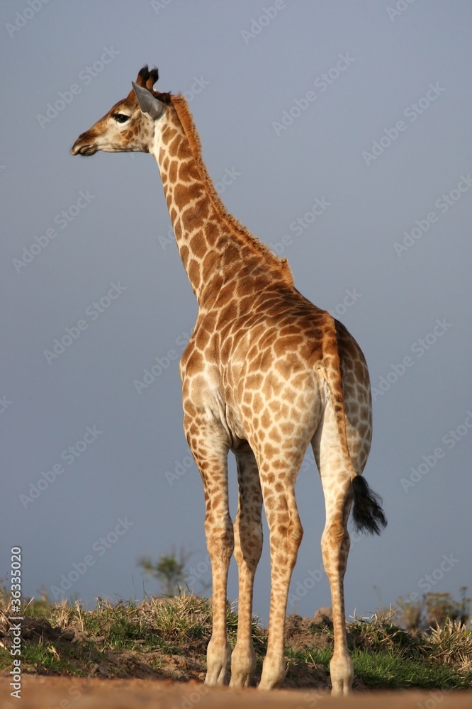 Fototapeta premium Giraffe in Africa