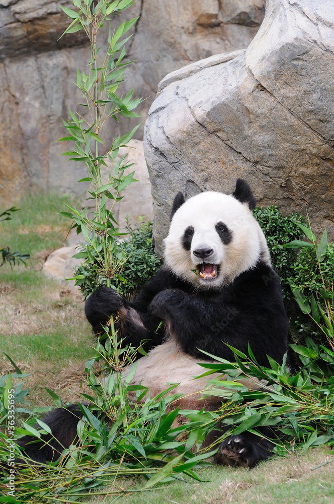 Naklejka premium Giant panda