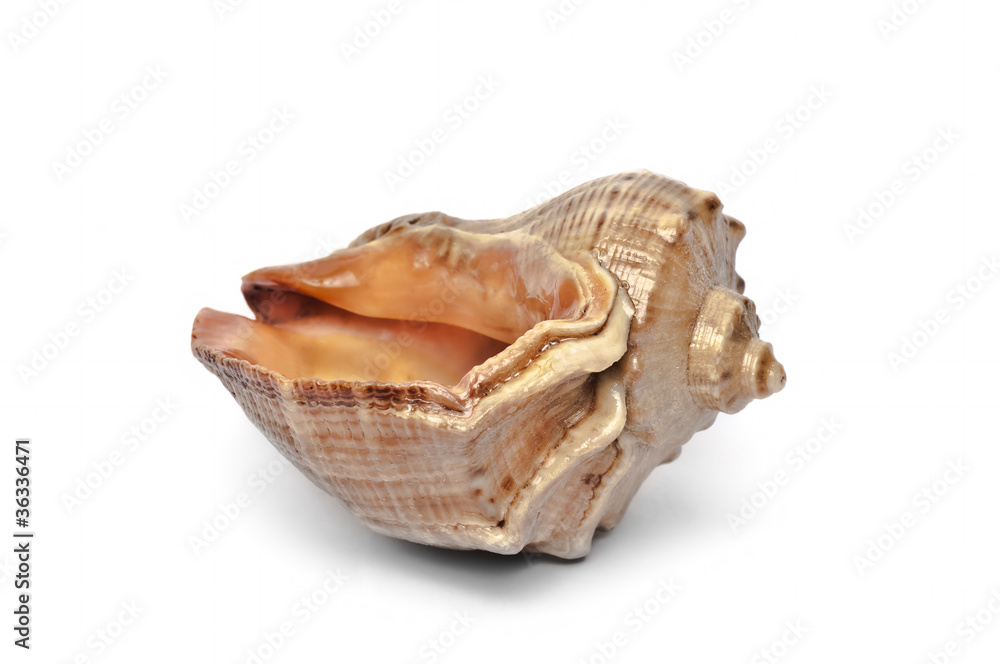 sea shell