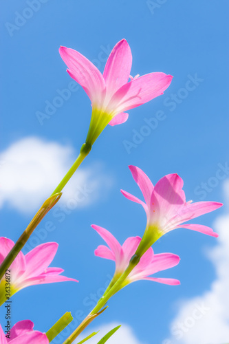 Zephyranthes spp.,beautiful flower against blue sky