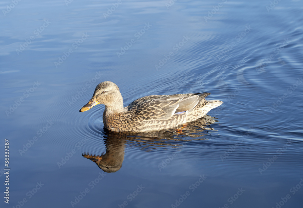 Fototapeta premium Duck.