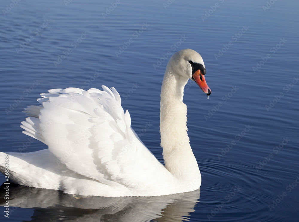 Swan. Swan.