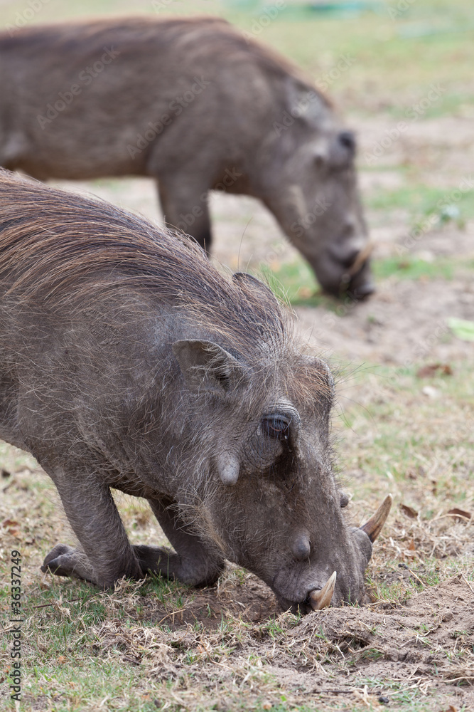 Fototapeta premium African warthog on his knees
