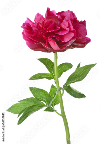 red peony flower isolated