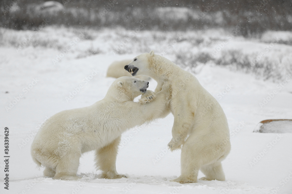 Fighting polar bears.