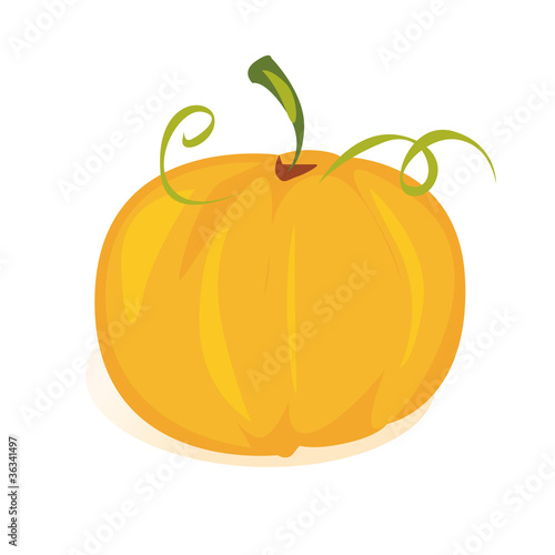 zucca