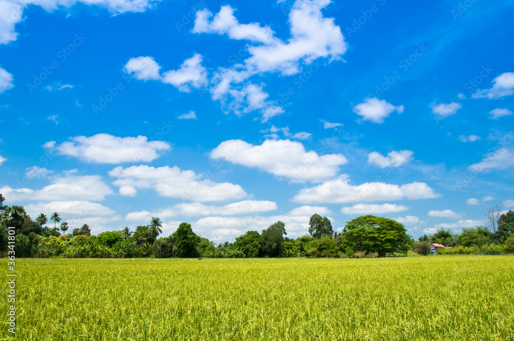 Obraz premium Rice fields and beautiful clouds.
