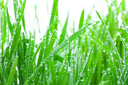 Wet Grass Isolated