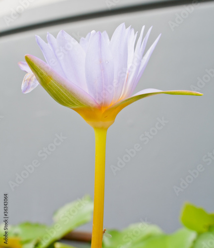 Colorful lotus © freestyleone