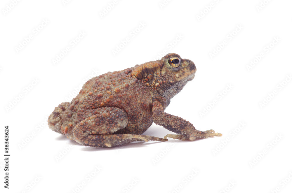 frog frog