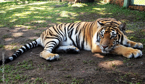 Bengal Tiger lying down © teerinvata