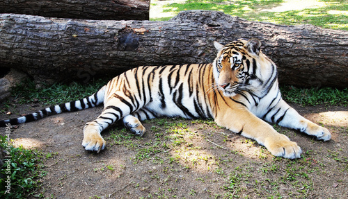 Fotografie Bengal Tiger