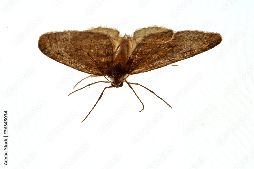 Naklejka premium Fliegende Motte