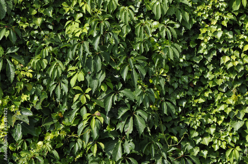 Obraz premium Green vegetation wall with lot of leafs